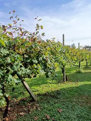 Giardino di Dimora storica, appartamento in Villa Pampinuccia
