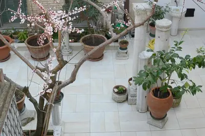 Giardino di Alloggi Barbaria