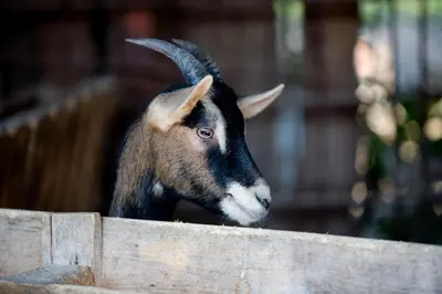 Altri animali domestici presso l'agriturismo o nei dintorni