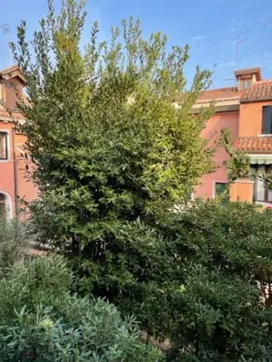 Giardino di Ca' Della Carita'