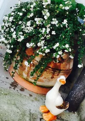 Giardino di Papere e Tulipani
