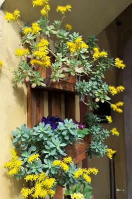 Giardino di B&B Vicenza San Rocco