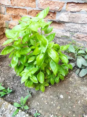Giardino di Ca’Tronconi ai Frari