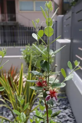 Planimetria di DB Apartments - Dabasso