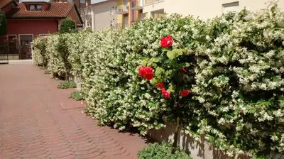 Giardino di Appartamenti BEDIN, JESOLO