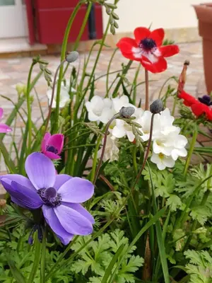 Giardino di La Casa di Linda