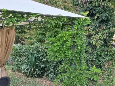 Giardino di Appartamento Le Magnolie 2