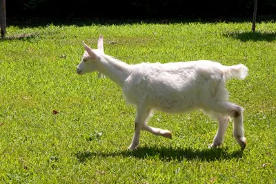 Planimetria di La Brenta Vecchia