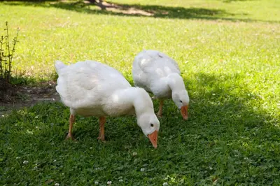 Altri animali domestici presso l'affittacamere o nei dintorni