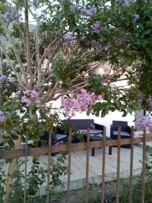Giardino di The judas trees