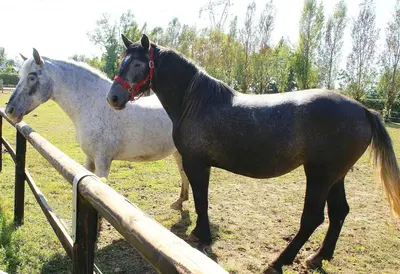 Altri animali domestici presso l'appartamento o nei dintorni