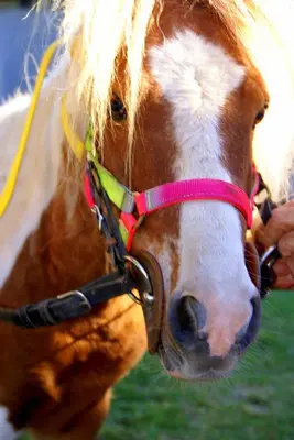 Altri animali domestici presso l'appartamento o nei dintorni