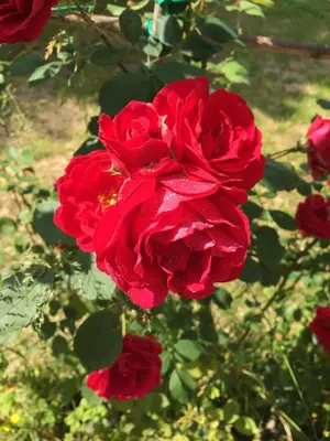 Giardino di Agriturismo Da Ninoti