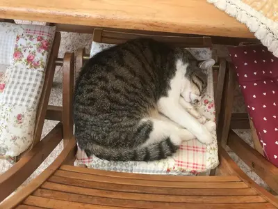 Ospiti di CASA San Gallo con animali domestici