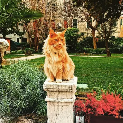 Ospiti di Cinqueteste Luxury Home con animali domestici