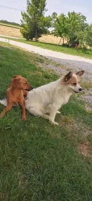 Ospiti di Agriturismo Trabucco con animali domestici