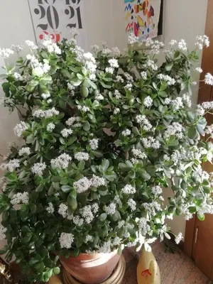 Planimetria di Alloggio Cristina