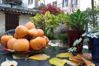 Giardino di Casa Pusterla
