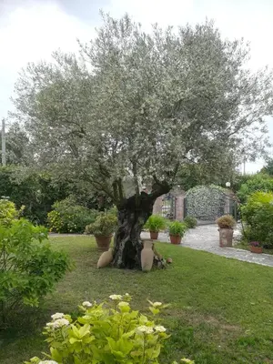 Giardino di Casa Pianta