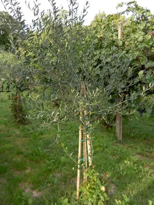 Giardino di Agriturismo Monteortone