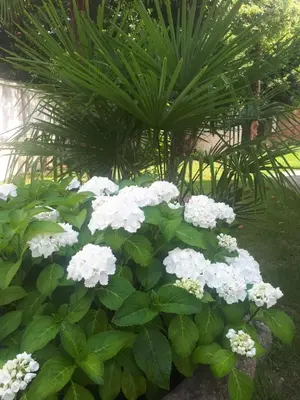 Giardino di Villa Fiorentino