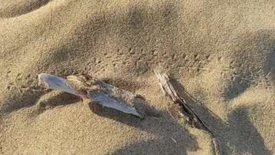 Altri animali domestici presso l'hotel o nei dintorni