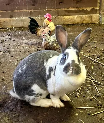 Altri animali domestici presso l'agriturismo o nei dintorni
