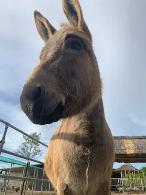 Altri animali domestici presso l'agriturismo o nei dintorni
