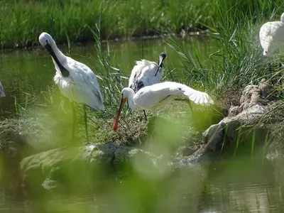 Altri animali domestici presso lo chalet o nei dintorni