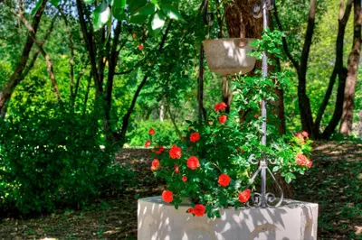 Giardino di Park Hotel Junior