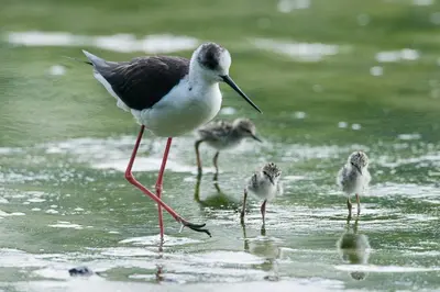 Altri animali domestici presso la villa o nei dintorni