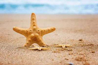 Spiaggia vicina o nei dintorni dell'hotel
