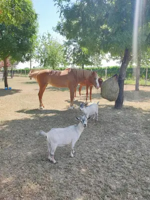 Altri animali domestici presso il bed & breakfast o nei dintorni
