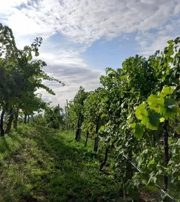 Giardino di Locazione Turistica El Sghirlo