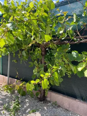 Giardino di A casa di amici