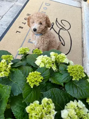 Ospiti di Hotel Donna Lucia con animali domestici