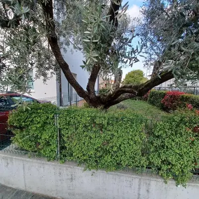 Giardino di Casa Ciliegi 3